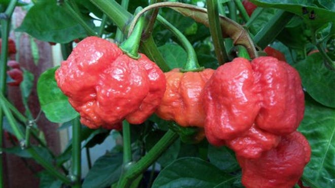 Hottest Pepper_Carm.jpg